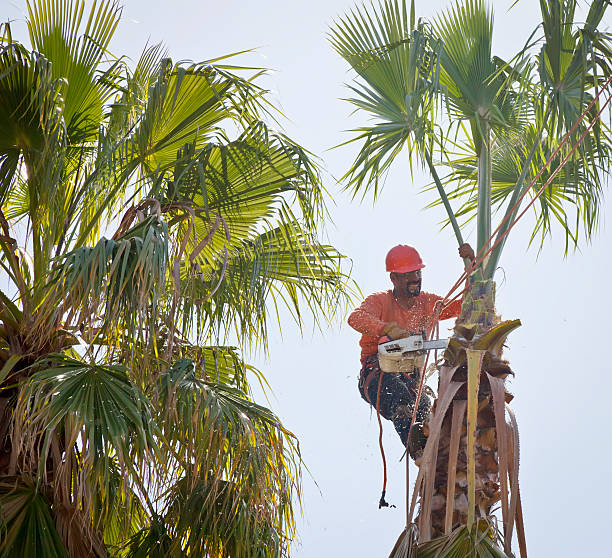 Best Tree Root Removal  in Seabrook, SC